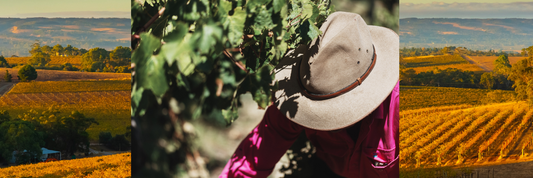 Ox Hardy Winery: A Legacy of Australian Winemaking Excellence